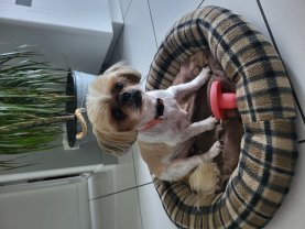 Service chien
