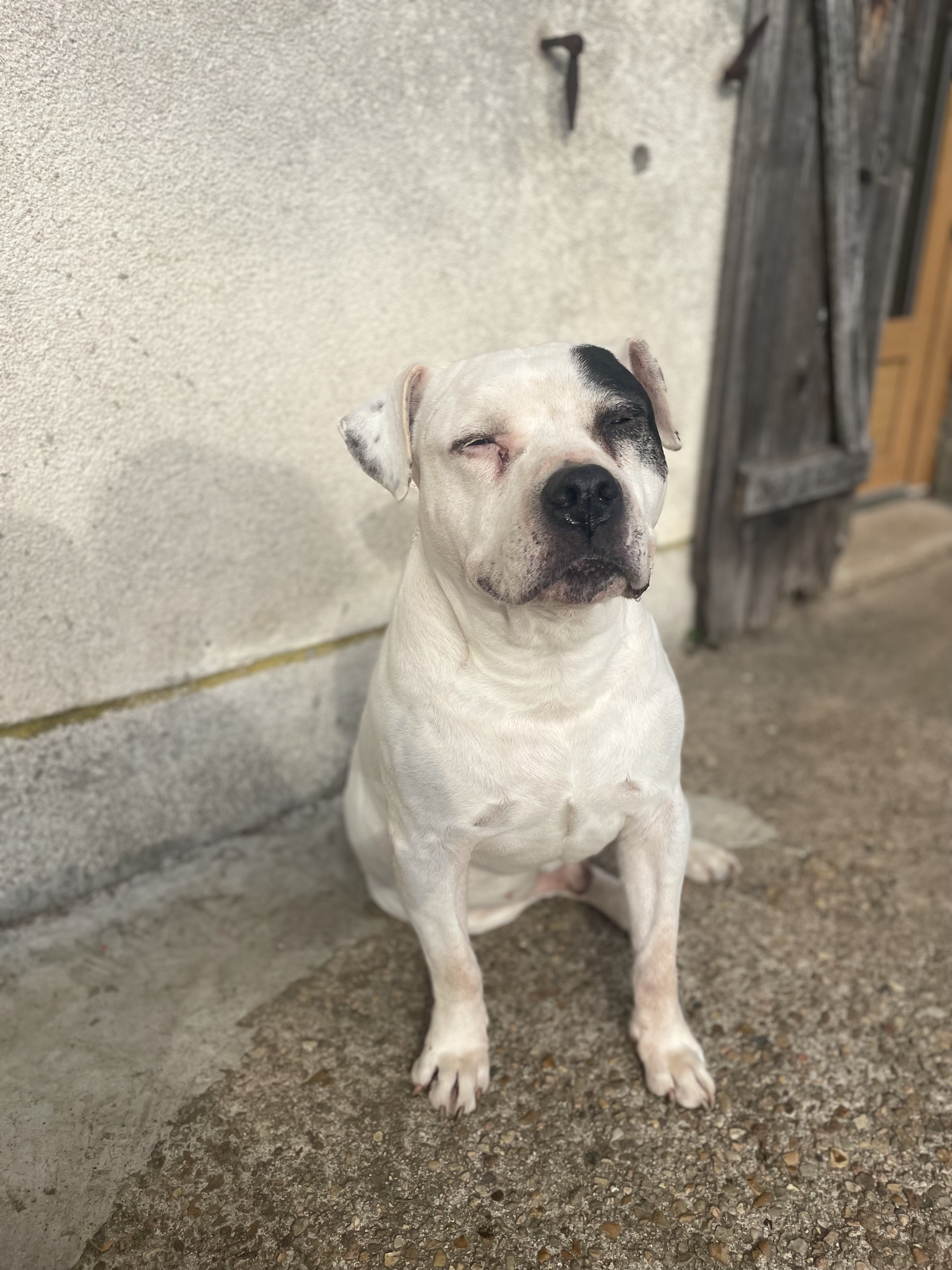 Service chien 58 entre particuliers