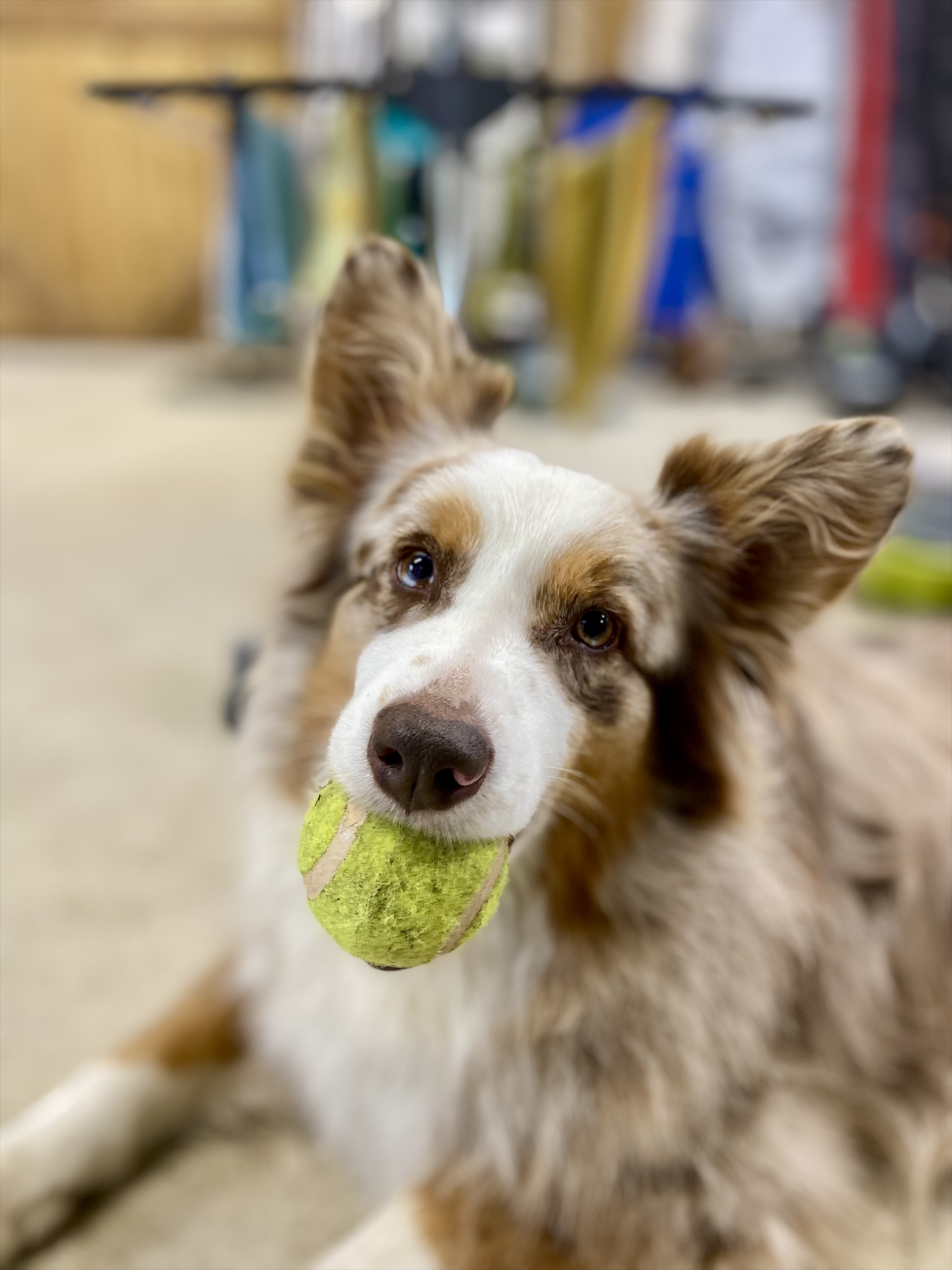 Service garde animaux 44 entre particuliers