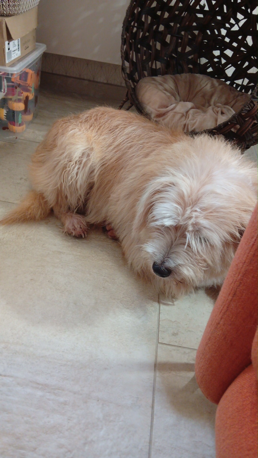 Service toilettage chien entre particuliers (24)