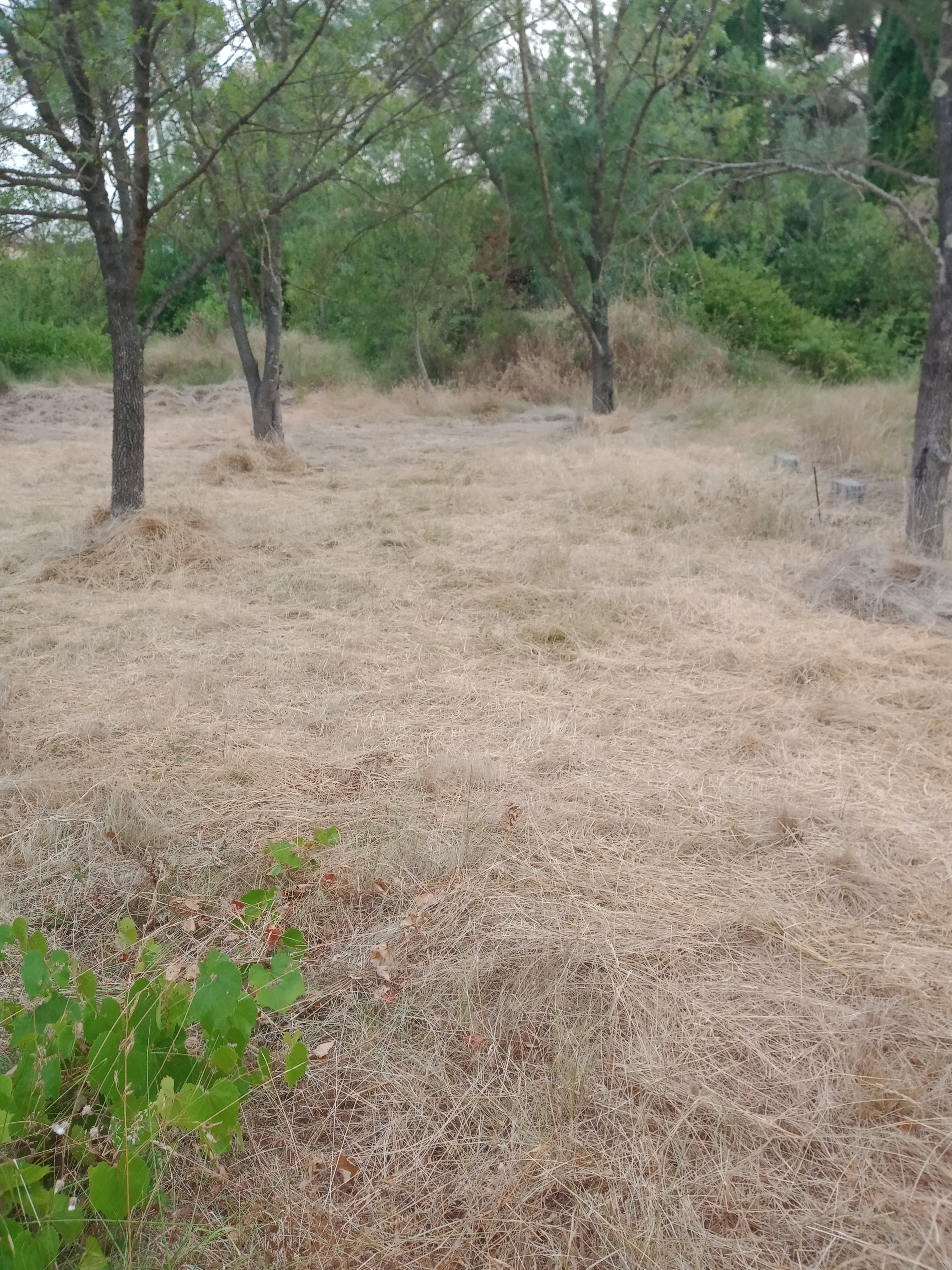 Rental Jardin potager between individuals (34)