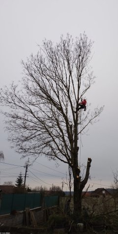 Service : elagage Service : elagage