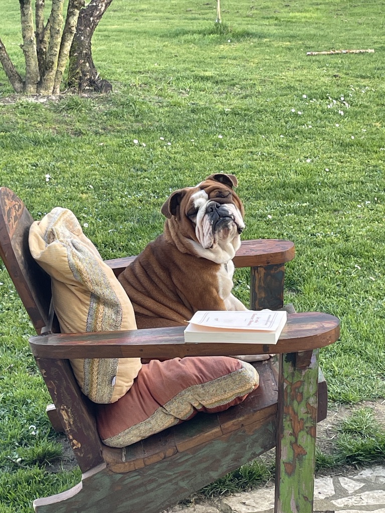 Service chien 47 entre particuliers