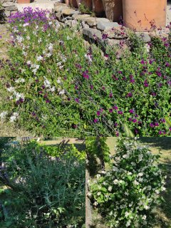 Service jardinage