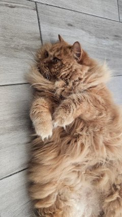 Service : chat