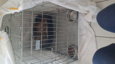 Location cage transport animaux