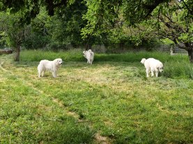 Service : tonte de pelouse