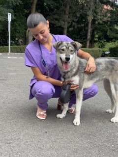 Service : garde animaux