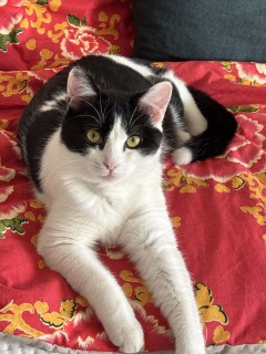 Service garde de chat