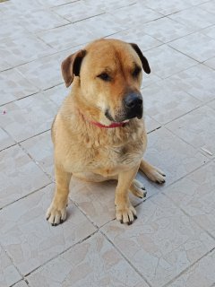 Service : promeneur chien