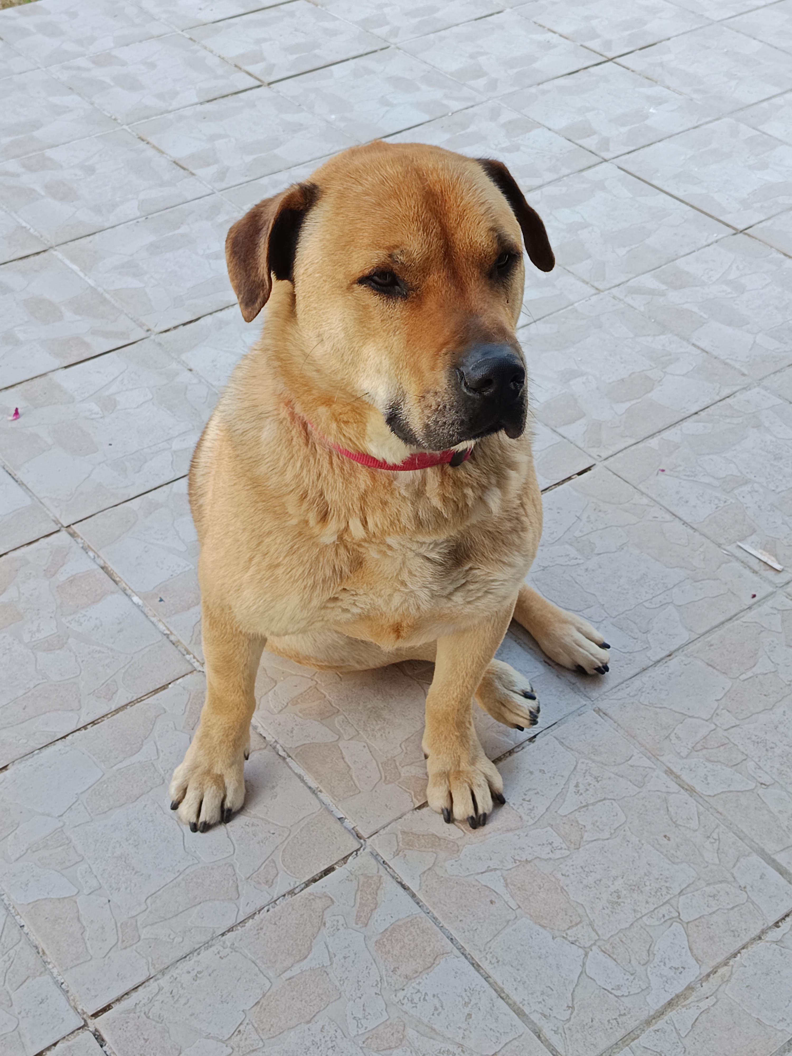 Service promeneur chien 56 entre particuliers