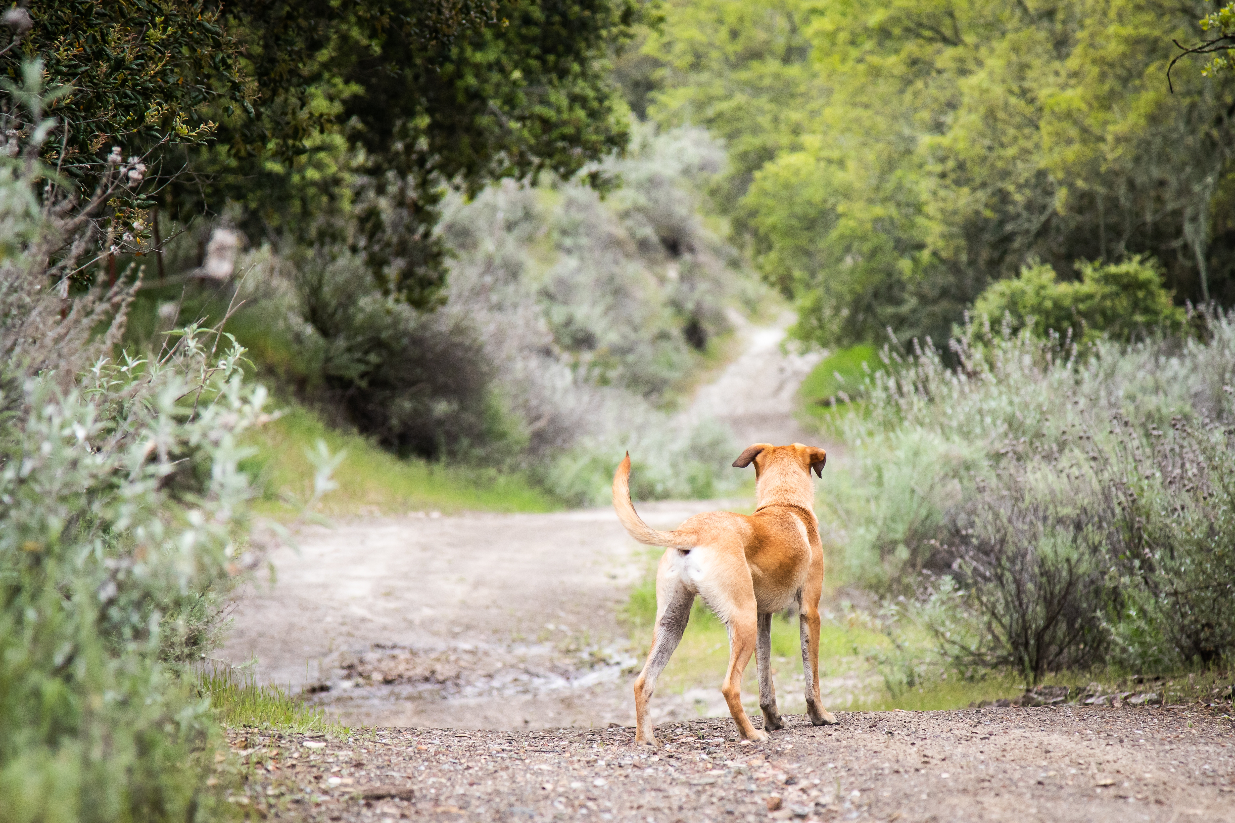 Service garde animaux 66 entre particuliers
