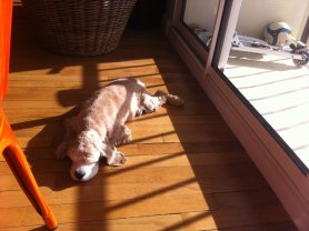 Service : promeneur chien Service : promeneur chien