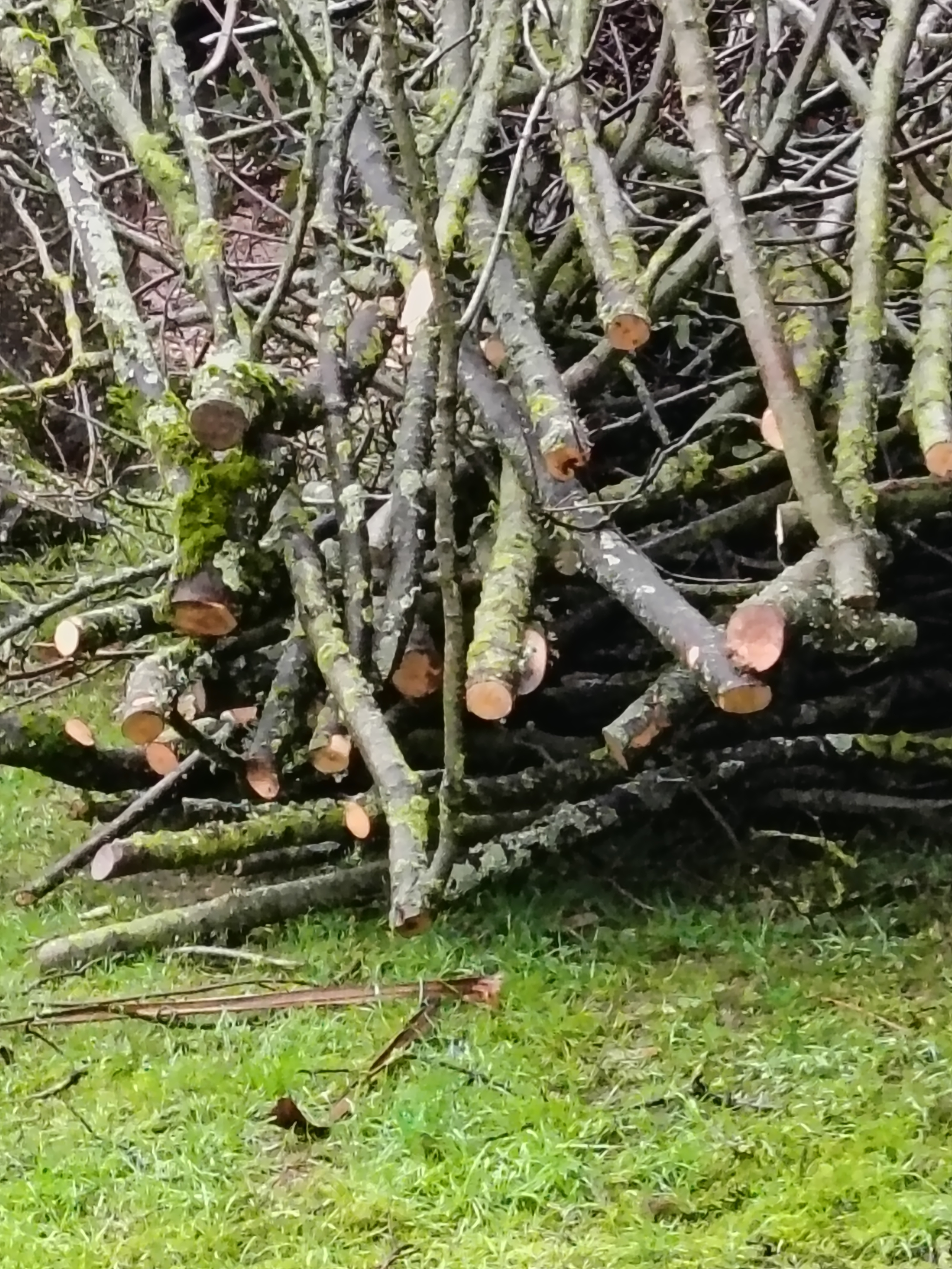 Location broyeur a vegetaux 44 entre particuliers