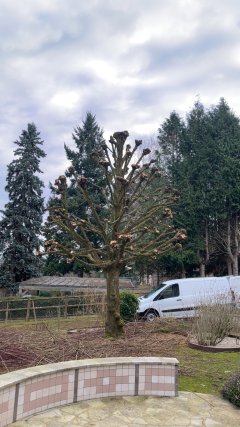 Service : entretien jardin Service : entretien jardin