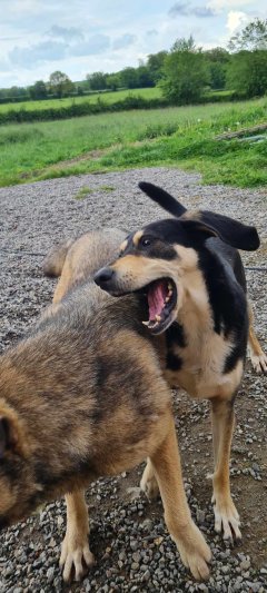 Service : promeneur chien