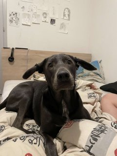Service : chien