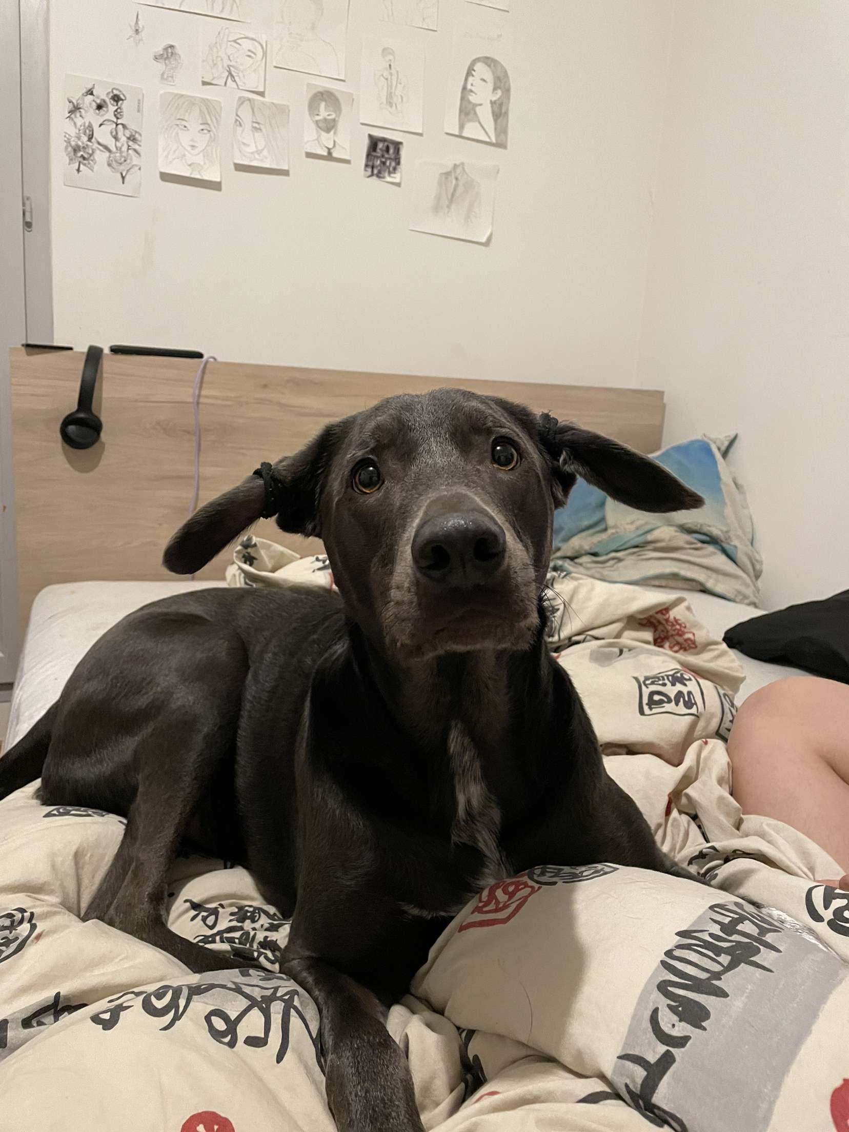 Service chien 38 entre particuliers