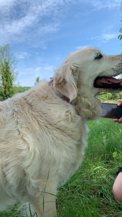 Service : garde animaux