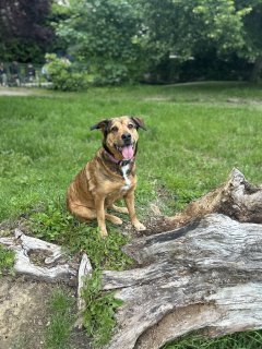 Service garde de chien