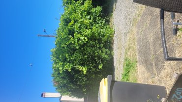 Location : taille haie
