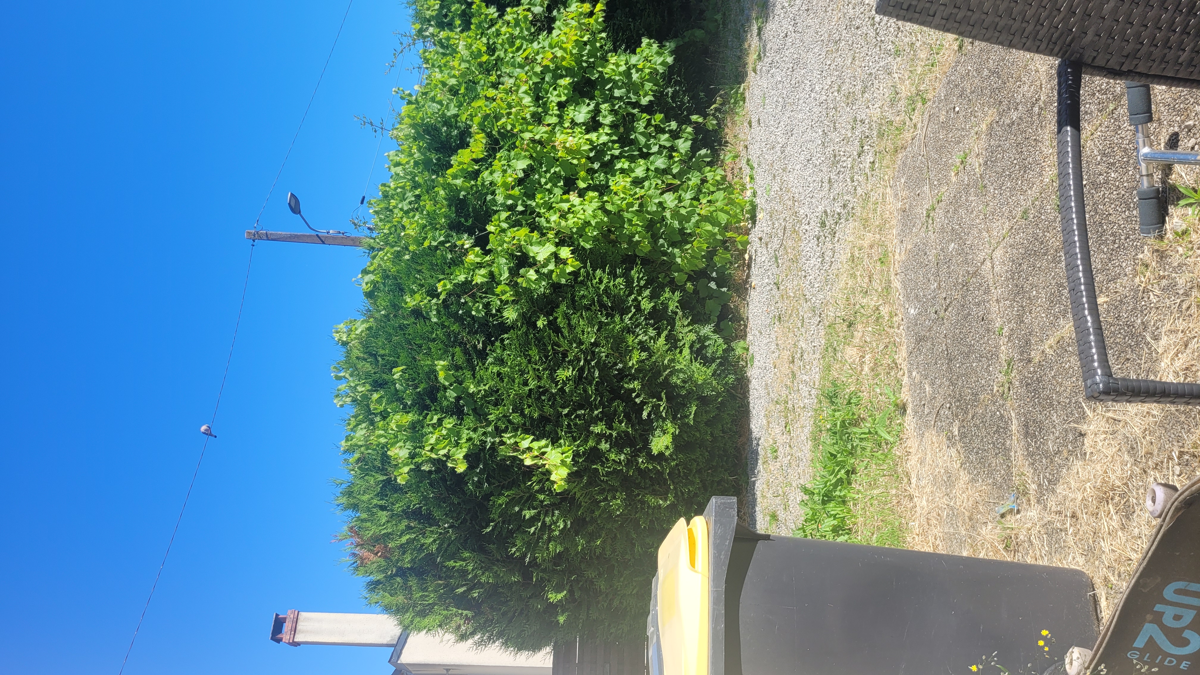 Location taille haie 72 entre particuliers