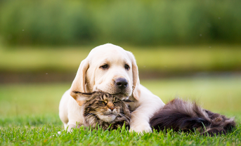 Service : garde animaux Service : garde animaux