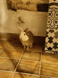 Service : rongeur Service : rongeur