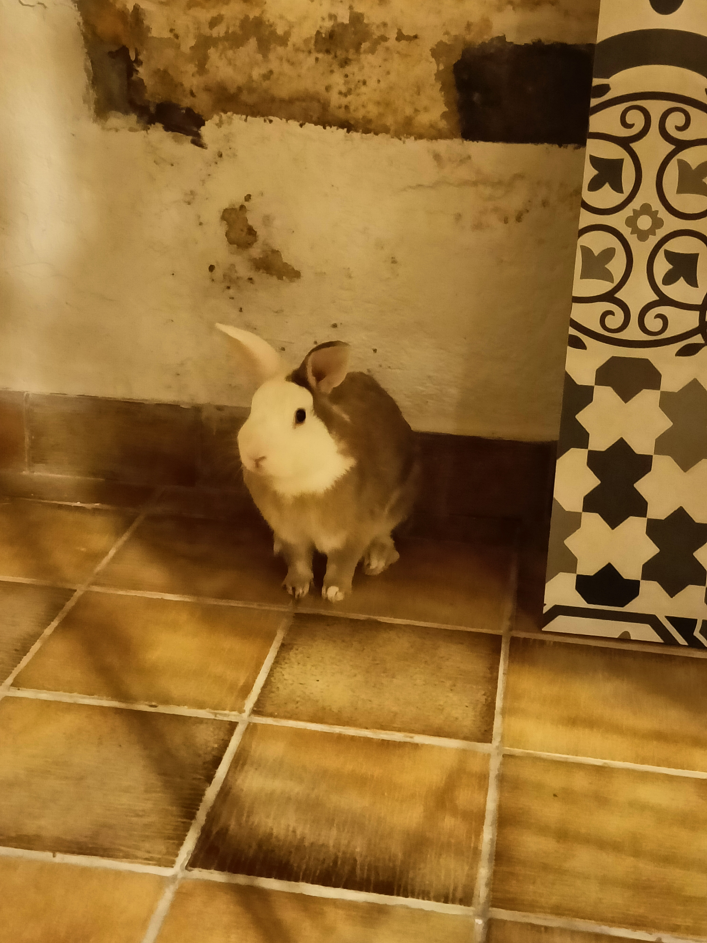 Service rongeur 43 entre particuliers