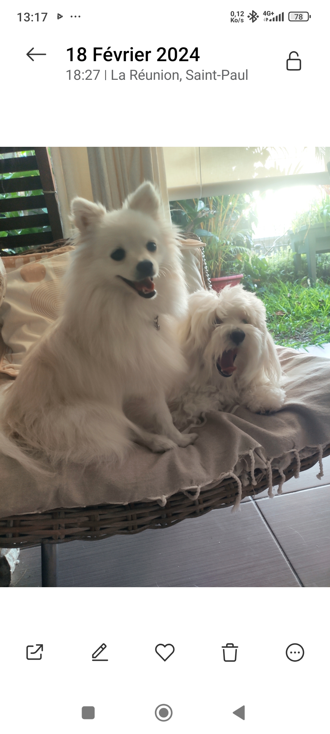 Service chien 97 entre particuliers
