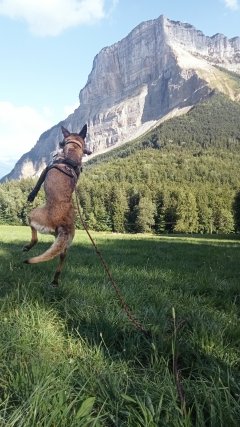 Service : chien Service : chien