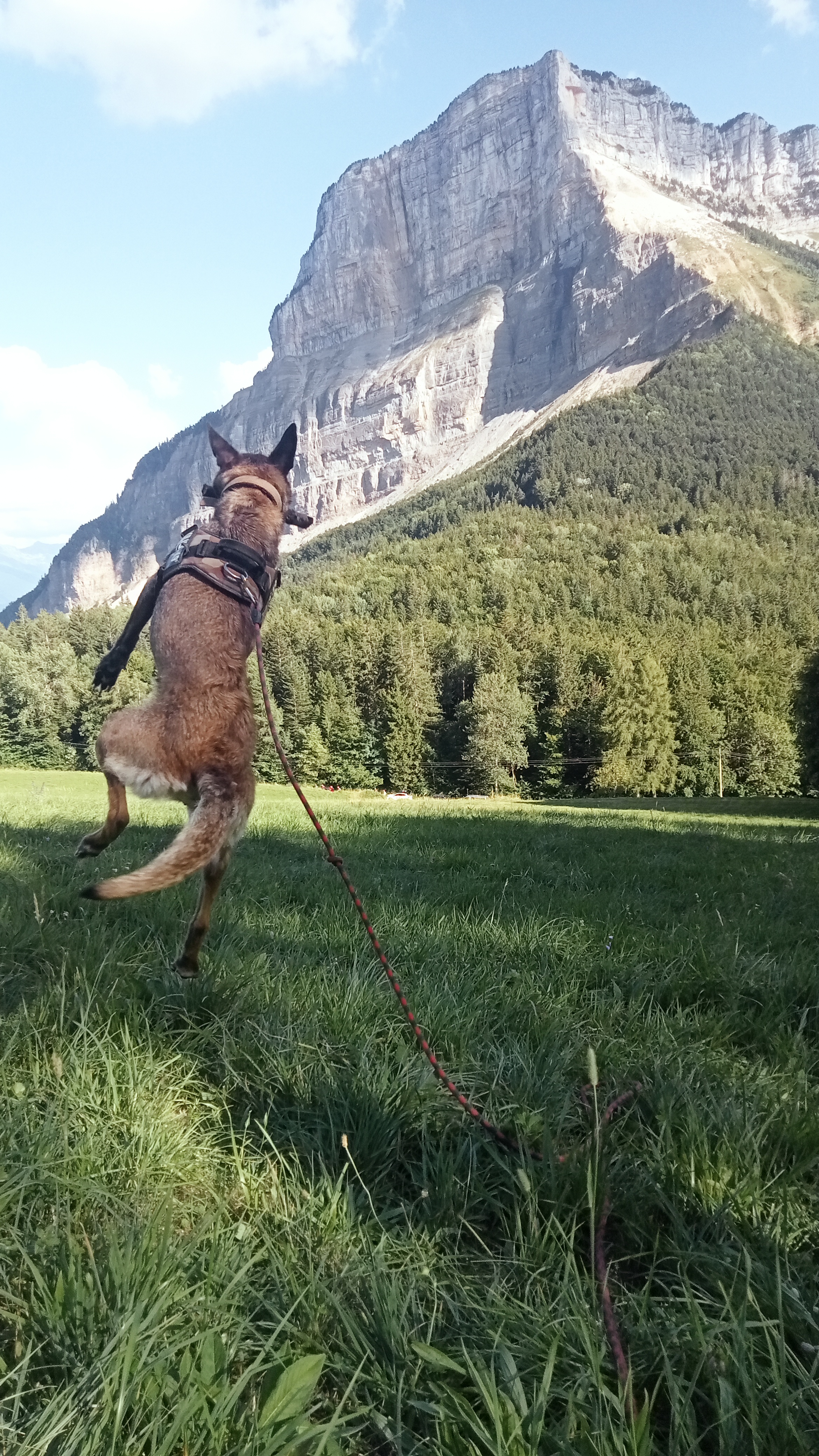 Service chien 73 entre particuliers