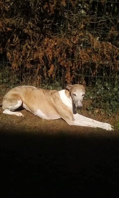 Service : chien Service : chien