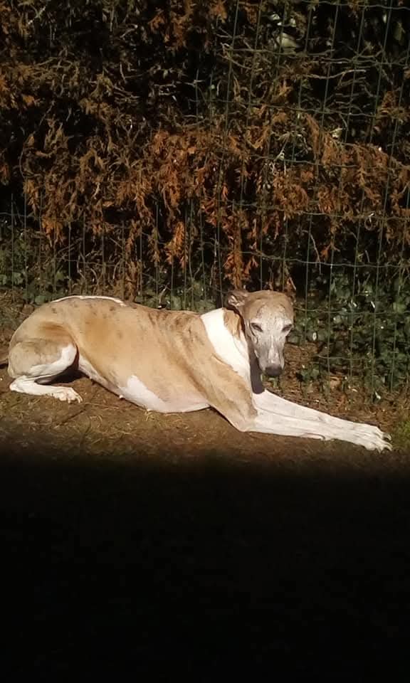 Service chien 02 entre particuliers