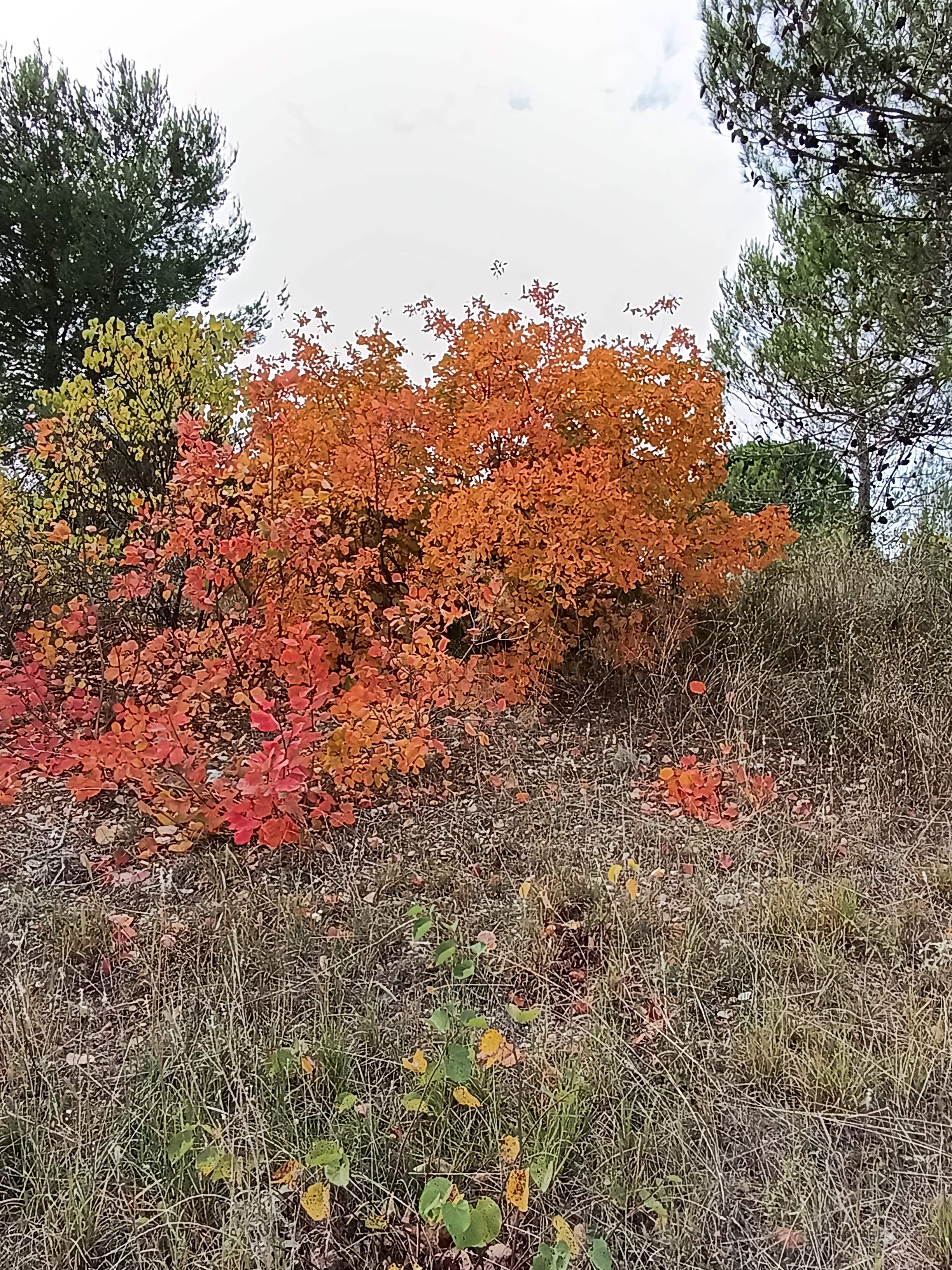 Location autre 34 entre particuliers