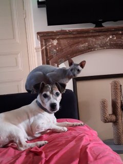 Service garde animaux