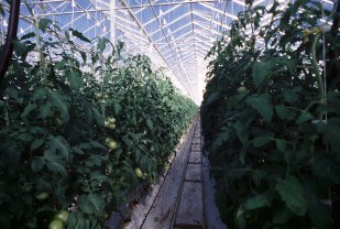 Service : entretien espace vert