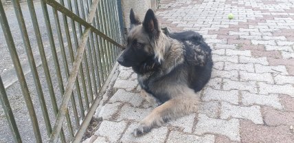 Service : promeneur chien Service : promeneur chien