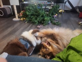 Service : garde animaux