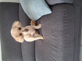 Service garde de chien