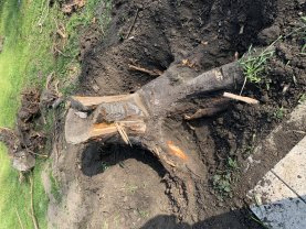 Service : dessouchage