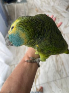 Service garde animaux