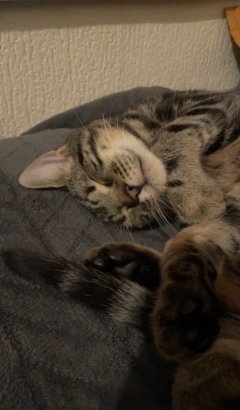 Service : garde animaux