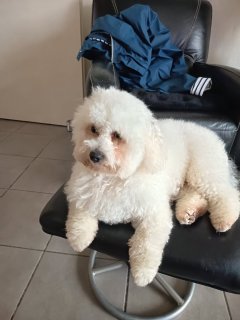 Service : garde animaux