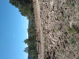 Location : micro tracteur