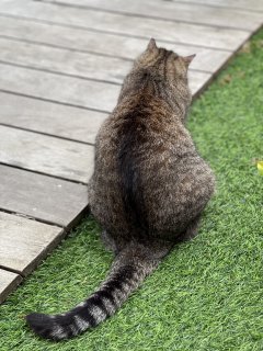 Service : chat