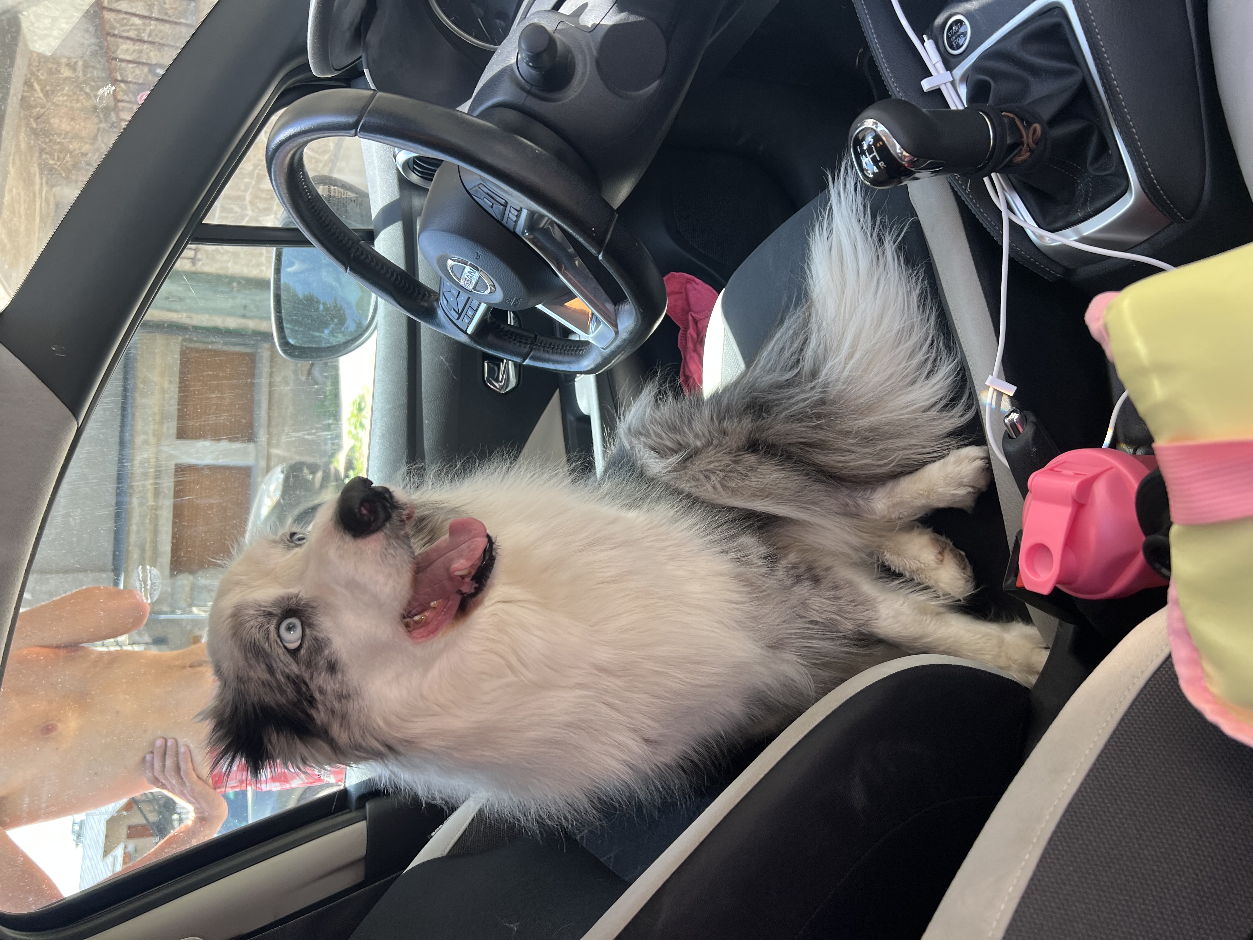 Service promeneur chien 34 entre particuliers