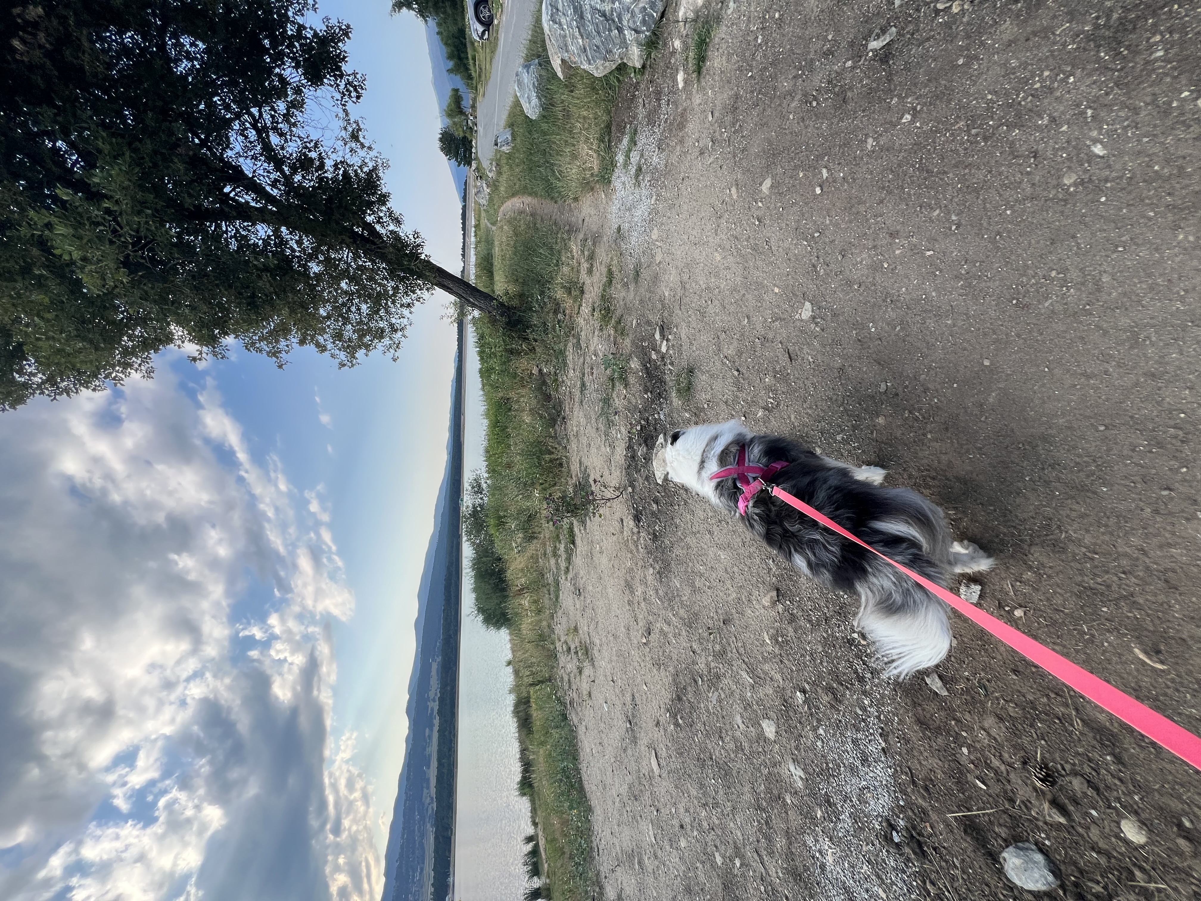 Service promeneur chien 34 entre particuliers