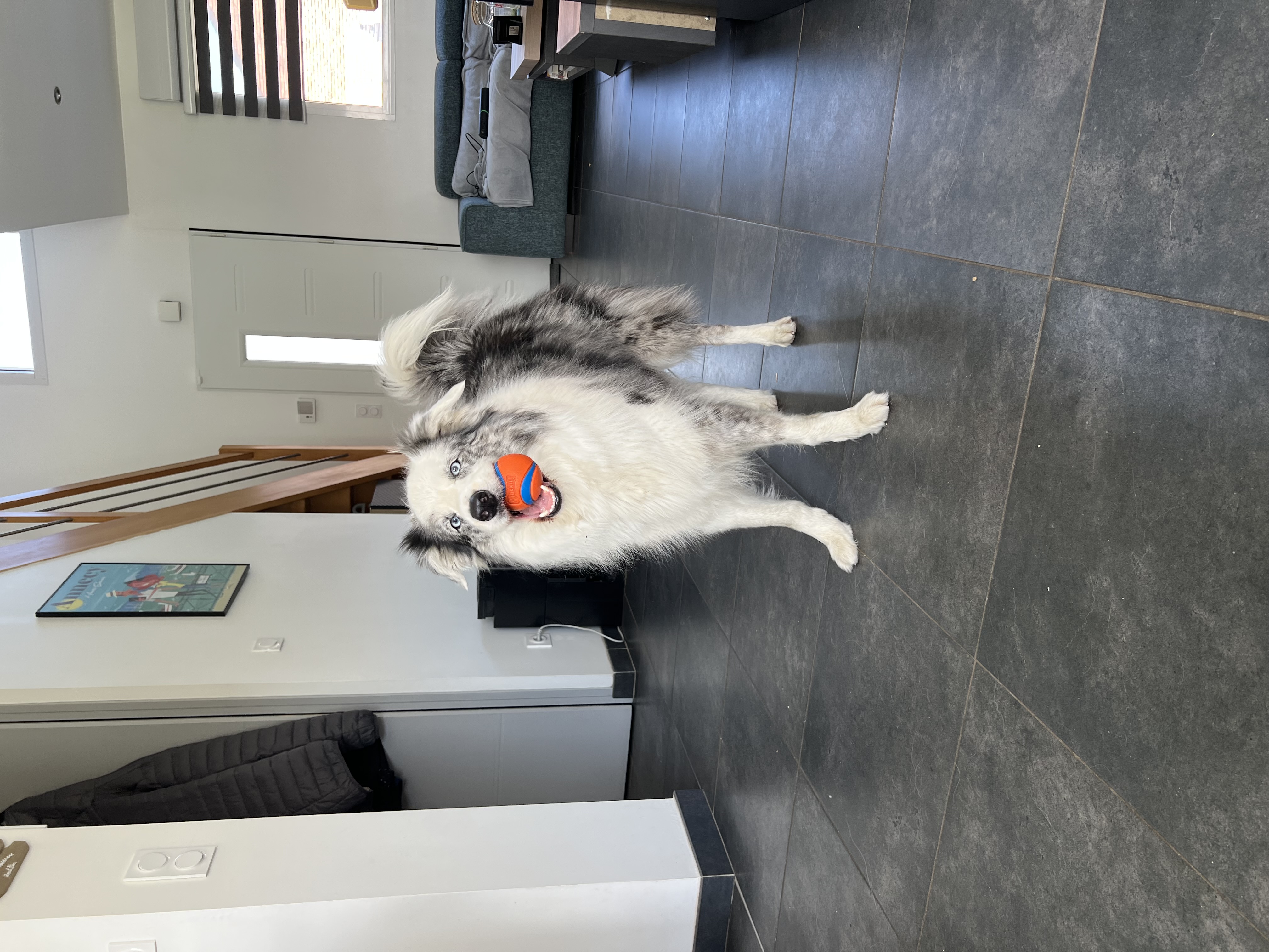 Service promeneur chien 34 entre particuliers