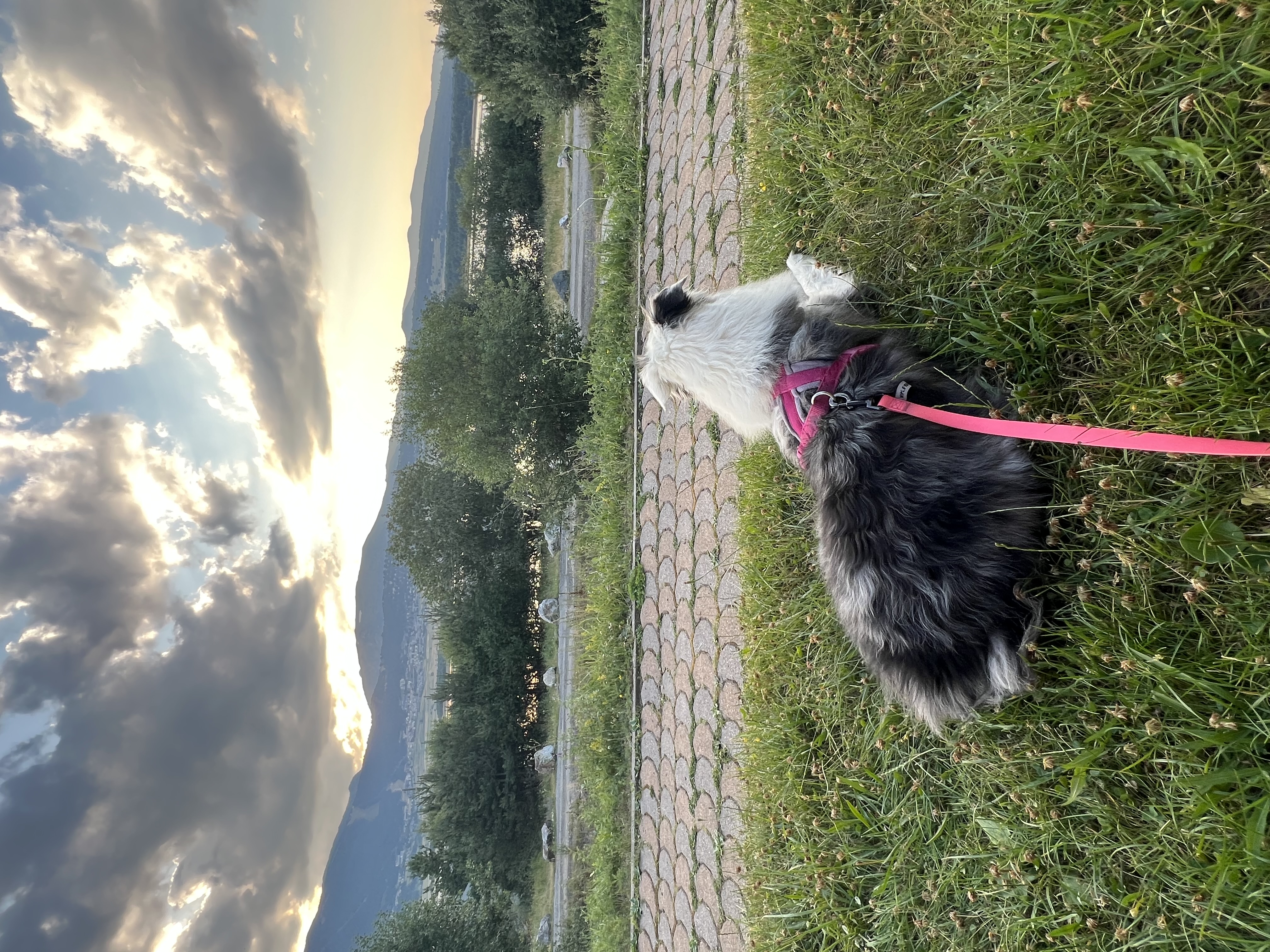 Service promeneur chien 34 entre particuliers
